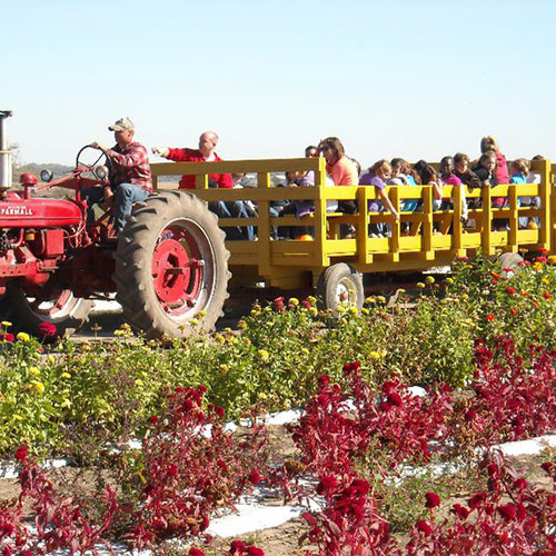 Scenic fall hayrides at Howell's Pumpkin Patch
